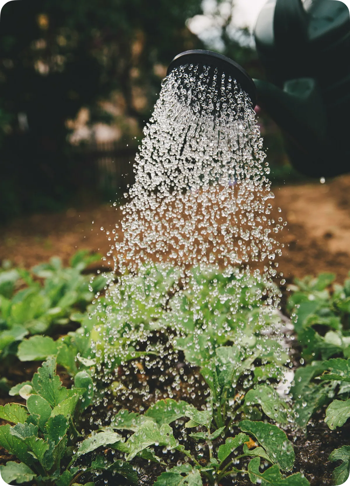 Pesticides